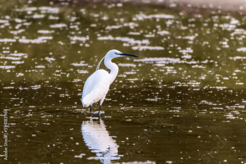 Little Egret fishing in the water of a pond in the morning light