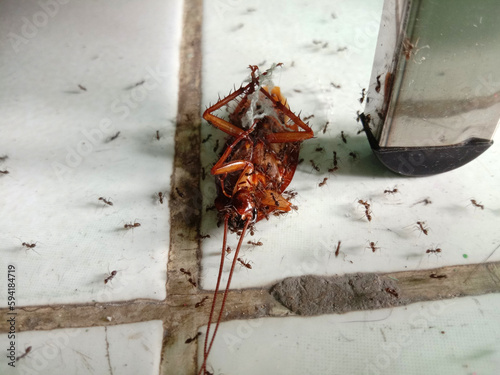 dead cockroach on white floor