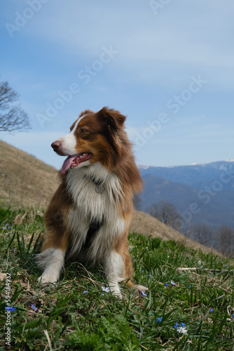 Traveling concept hiking in mountains with dog. Australian Shepherd sits in green clearing among primroses on warm spring day. Active healthy lifestyle. Pet poses against background of snowy peaks. © Ekaterina