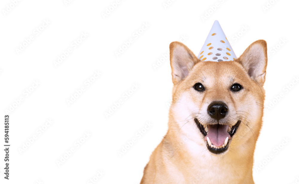 Fototapeta premium One funny dog isolated on white background, PNG