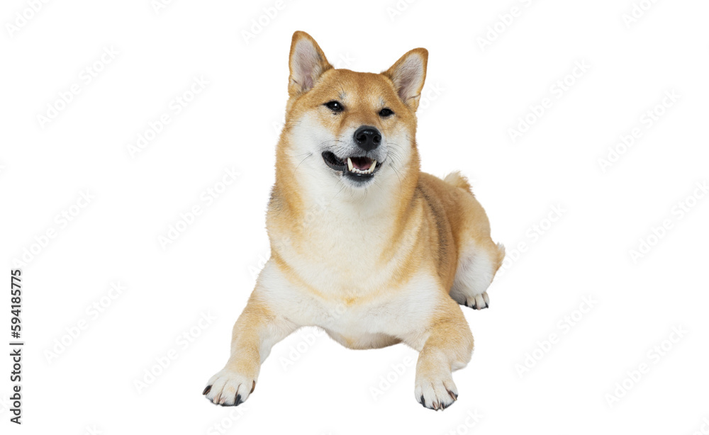 One funny dog isolated on white background, PNG One funny dog isolated on white background, PNG