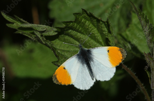 A male Orange-tip Butterfly, Anthocharis cardamines, perching on a stinging nettle leaf in springtime.