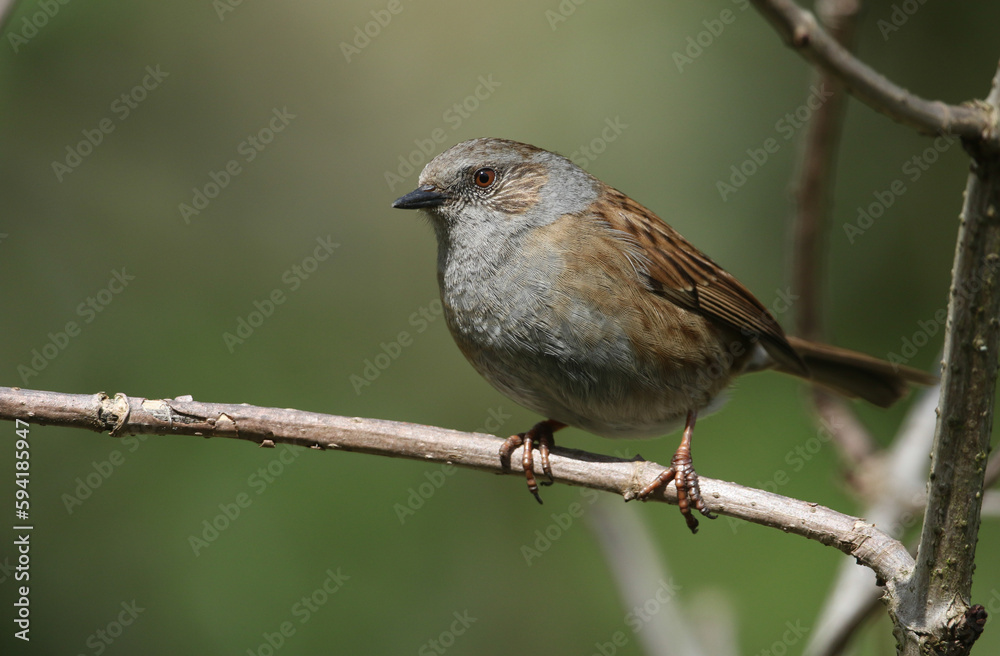 A Hedge Sparrow or Dunnock, Prunella modularis, perching on a branch on a tree.