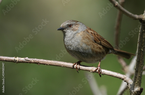 A Hedge Sparrow or Dunnock, Prunella modularis, perching on a branch on a tree.