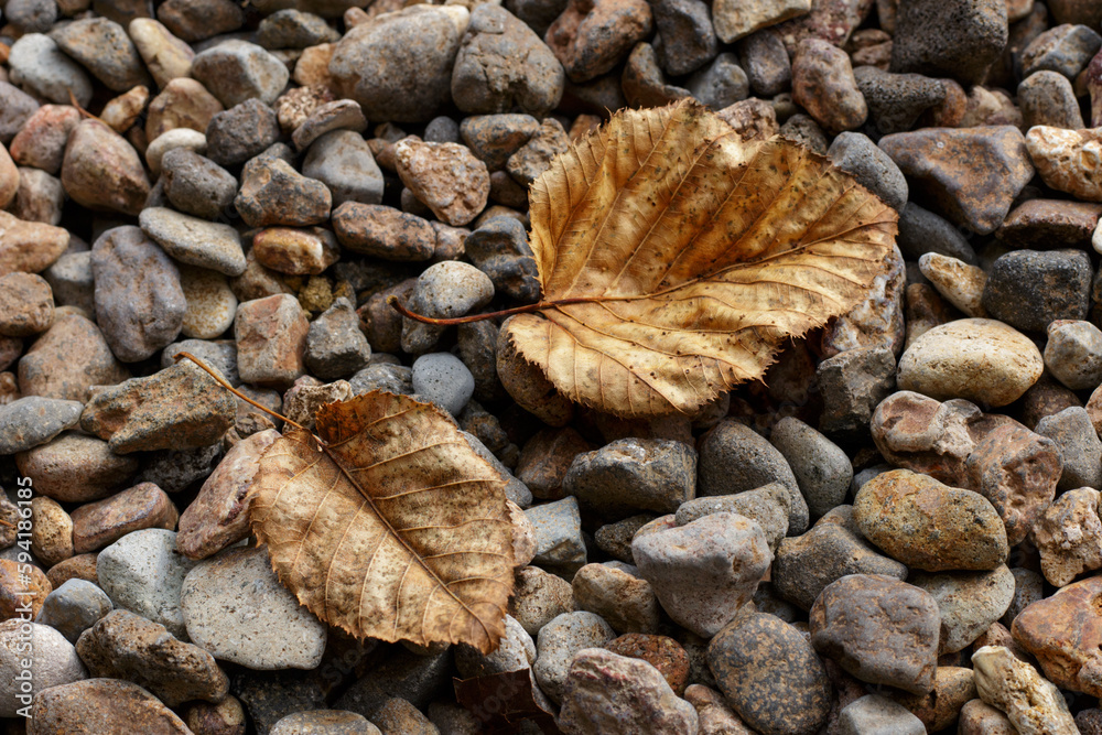 two brown leaves on stones background two brown leaves on stones background