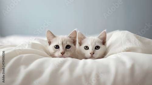 two adorable kittens poking their heads out of a big lovely duvet