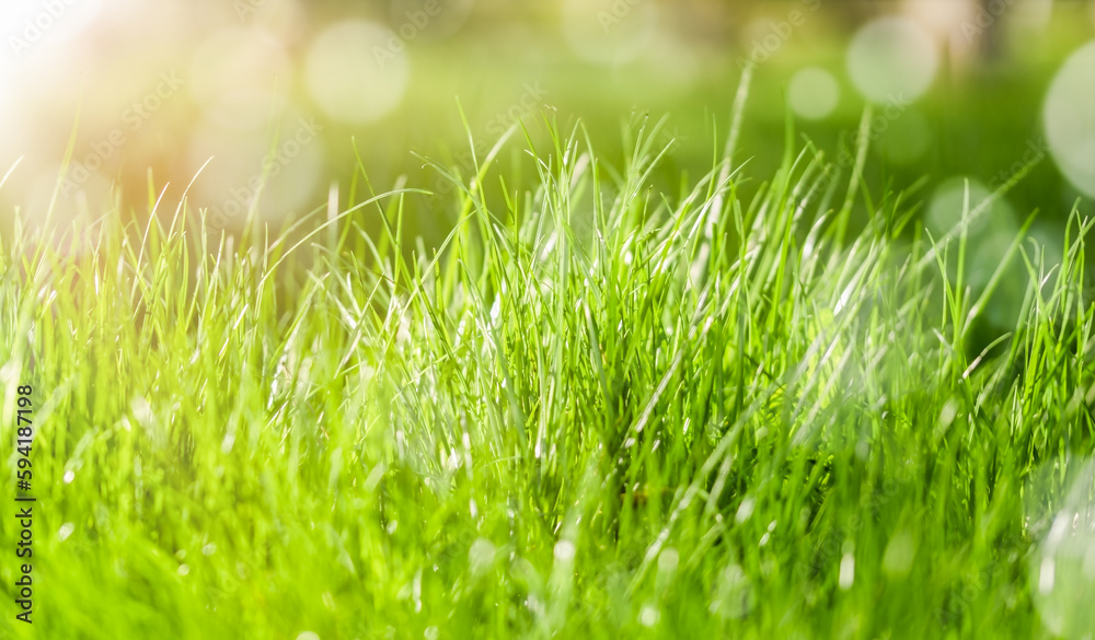 Abstract nature background of spring or summer. Grass in the meadow. Abstract nature background of spring or summer. Grass in the meadow.