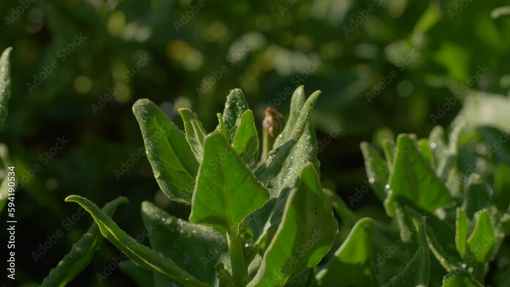 Pan across green leaves pointed up towards sunlight, glisten with water