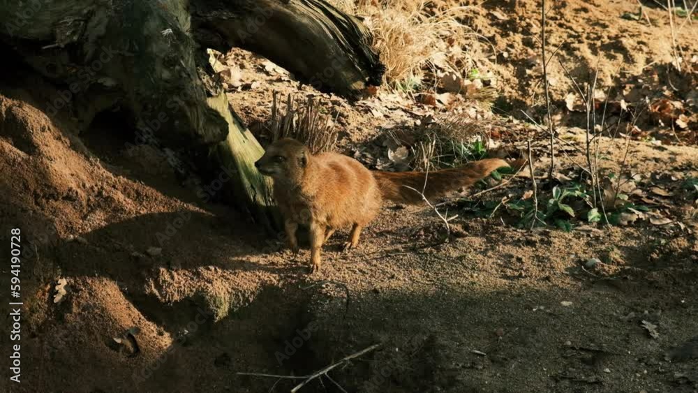 Meerkat moves around the terrain in the wild, slow motion Meerkat moves around the terrain in the wild, slow motion