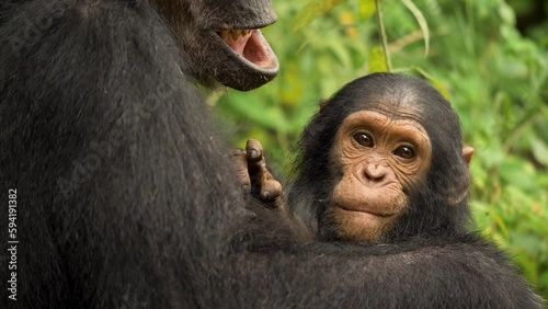 Close-up footage of baby chimpanzee looking into the camera photo