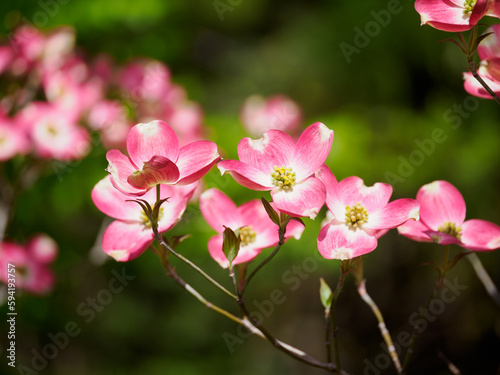ピンクの花水木の花が咲く