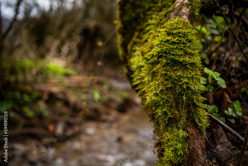 old trees covered with moss near a stream in the forest.