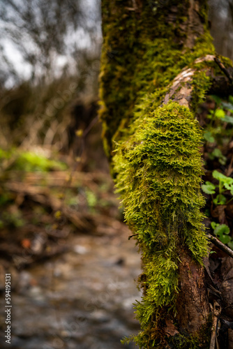 old trees covered with moss near a stream in the forest.