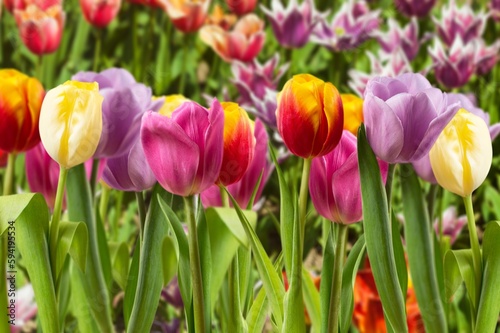 Fototapeta Naklejka Na Ścianę i Meble -  Beautiful colorful fresh tulip field