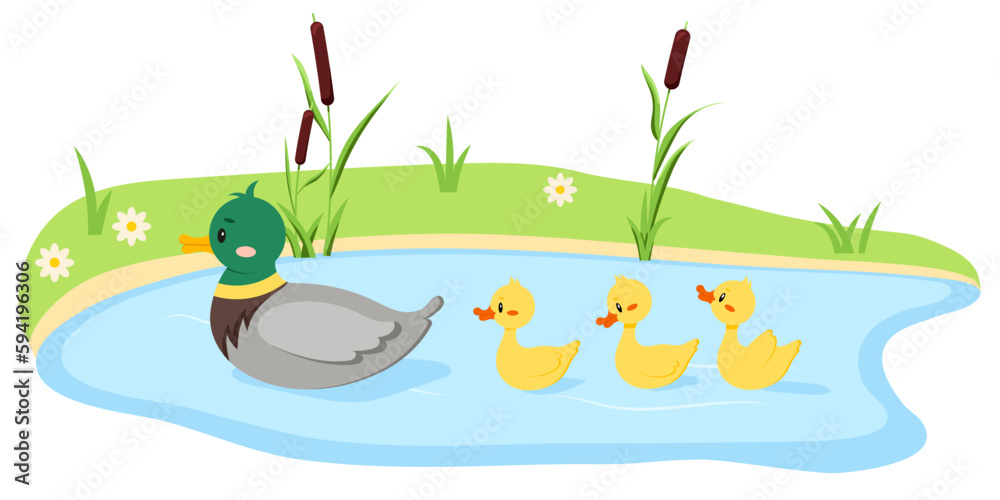 Duck bird with duckling swim in lake water isolated on white background. Cute farm mother bird with baby in row flat design cartoon style vector illustration. Funny poultry duck family.