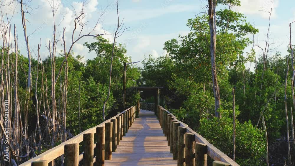 Pedestrian wooden bridge in the mangroves of the rainforest. Evening landscape of wild nature. Crossing a forest pond. A wooden boardwalk or walkway built over a swamp. Pedestrian wooden bridge in the mangroves of the rainforest. Evening landscape of wild nature. Crossing a forest pond. A wooden boardwalk or walkway built over a swamp.