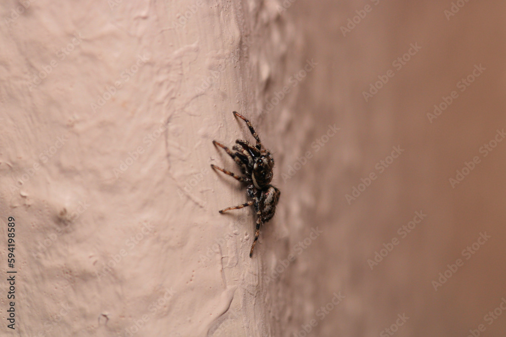 little jumping spider macro photo little jumping spider macro photo