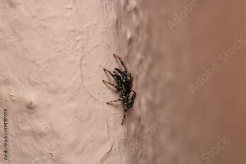 little jumping spider macro photo