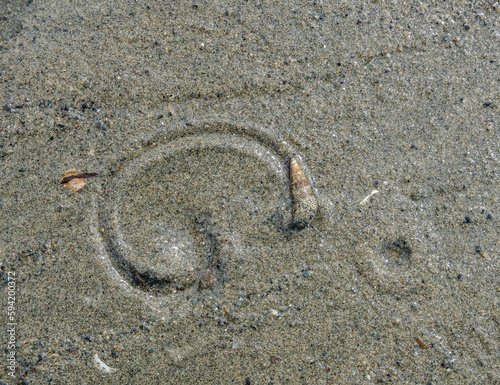 A cone snail leaves a curved track as they move through wet sand during low tide, Departure Bay Beach, Nanaimo, BC, Canada. photo