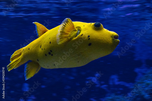 großer gelber Mondfisch vor blauem Hintergrund