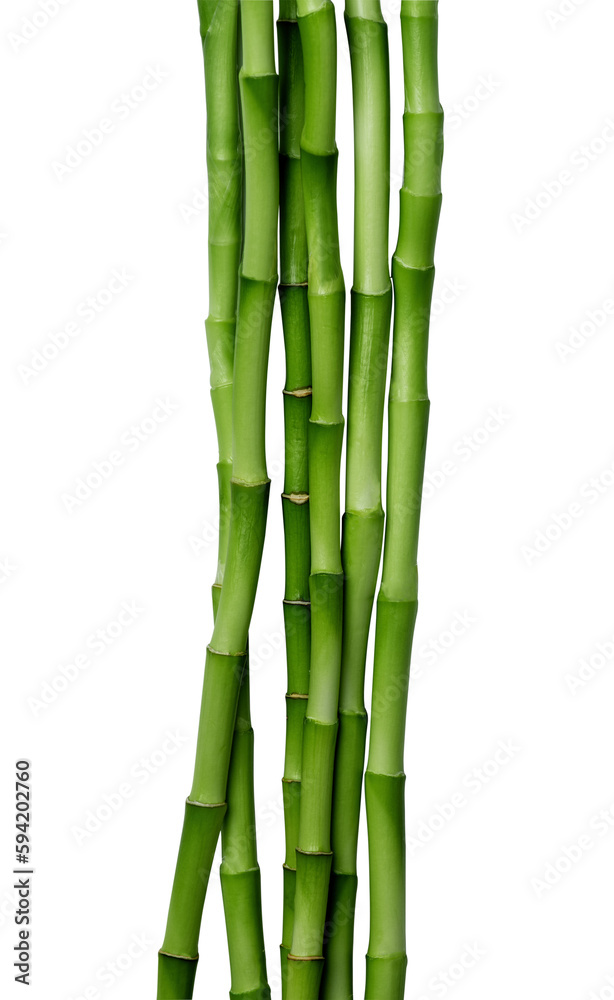Branches of bamboo isolated on transparent background. Bamboo shoots with bamboo leaves for design. Branches of bamboo isolated on transparent background. Bamboo shoots with bamboo leaves for design.