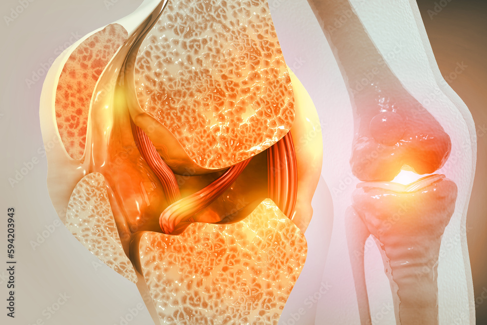 Knee joint with healthy cartilage, cross section. 3d illustration Stock ...