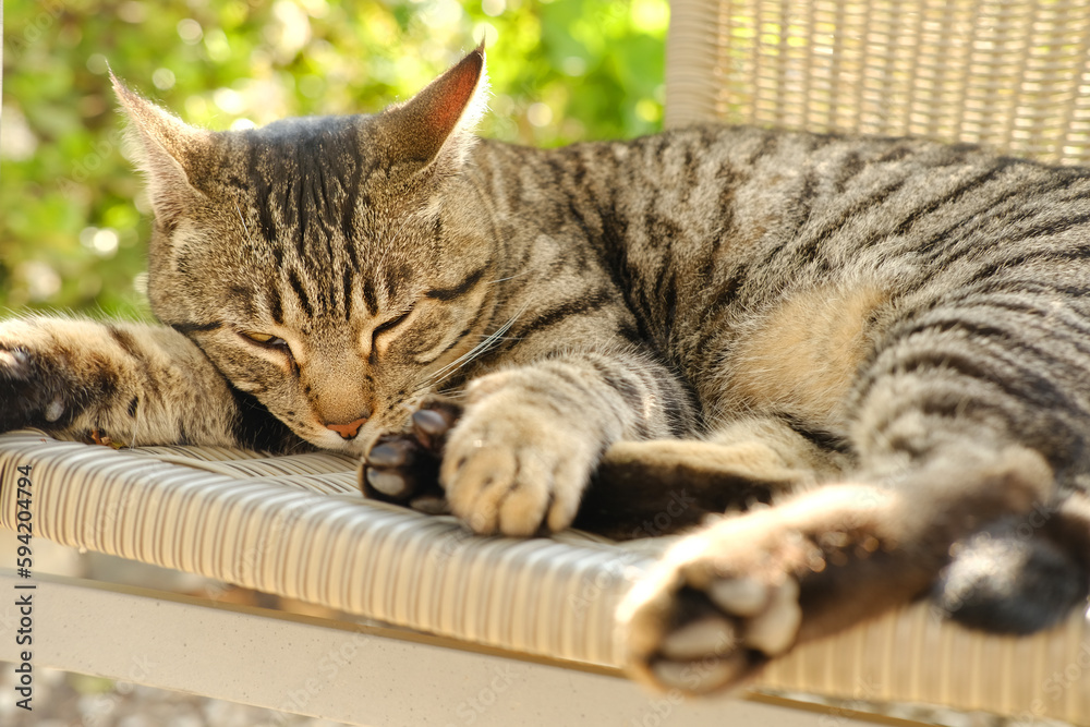 Fototapeta premium beautiful striped cat whiskas color lies in wicker chair in sunny garden, basks in sun, concept cat's house, love for animals, caring for them, keeping pets, mental life with pets, relieve stress