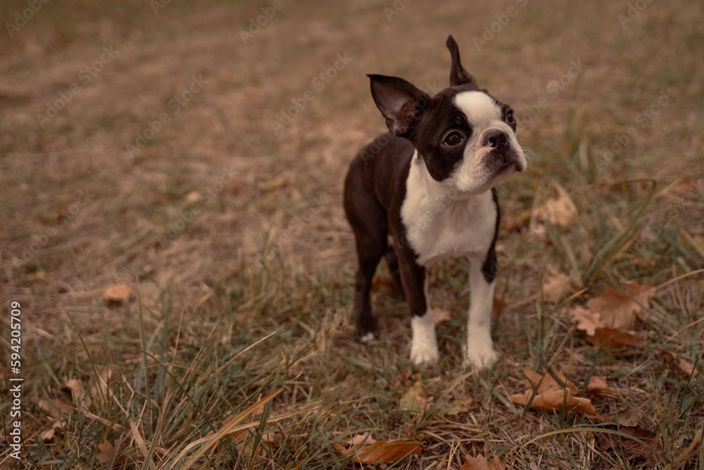 Adorable black and white French bulldog in the field