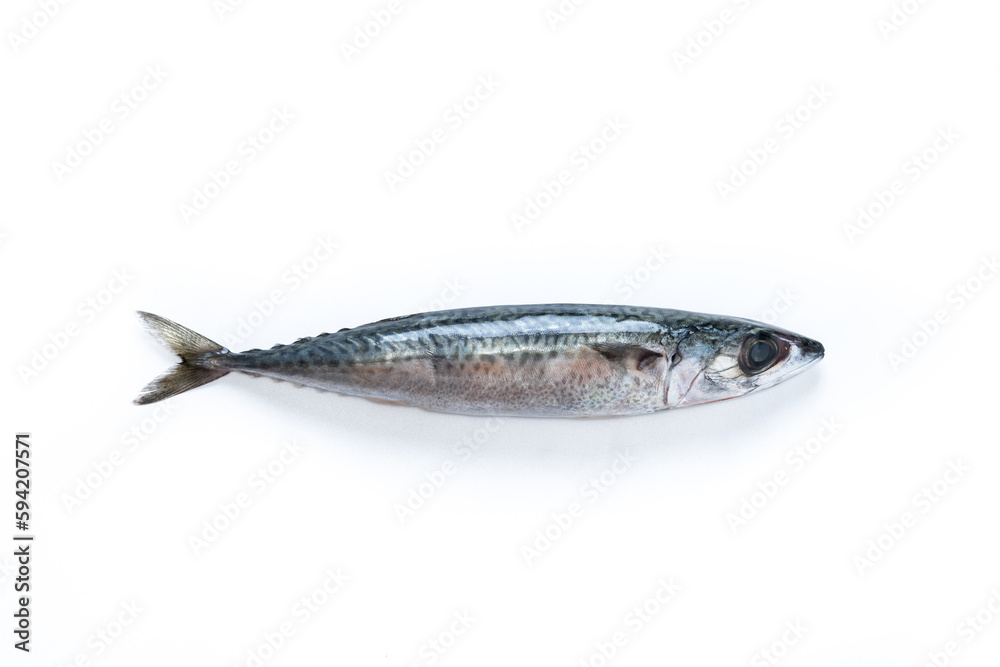 Raw mackerel fish isolated on white background Raw mackerel fish isolated on white background