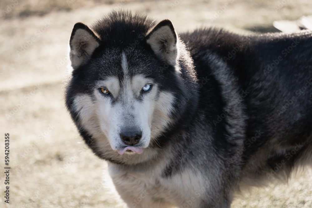 A beautiful husky dog ​​with multi-colored eyes shows its tongue.