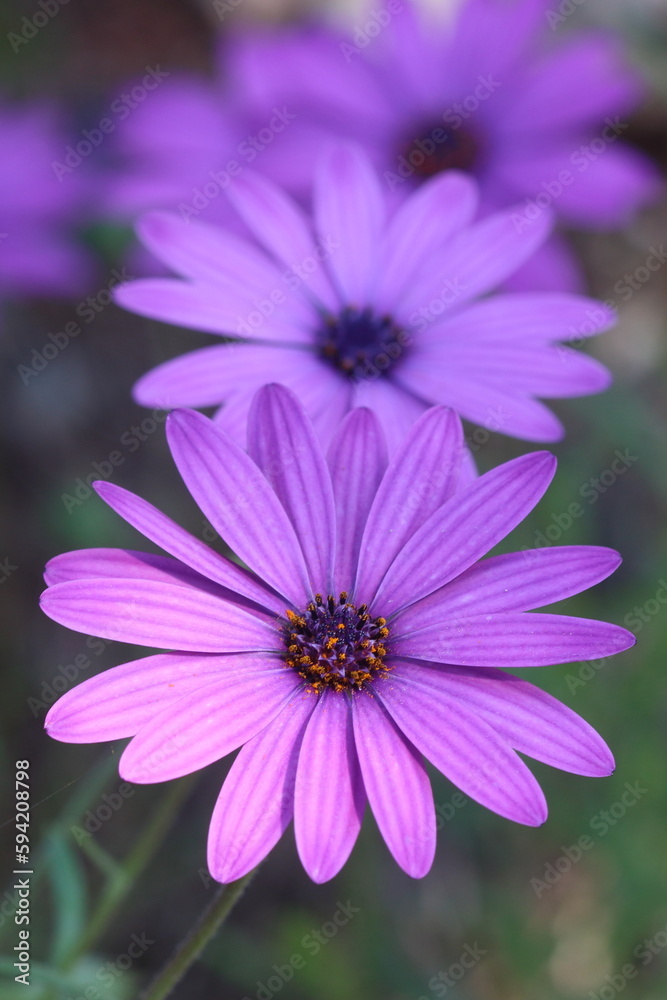 a closeup shot of a purple Dimorphotheca ecklonis, also known as Cape marguerite. Selective focus. a closeup shot of a purple Dimorphotheca ecklonis, also known as Cape marguerite. Selective focus.