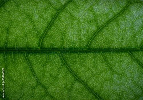 streaks or stripes on the leaves. The surface of green leaves has streaks in the form of branches. For use as a background or wallpaper.