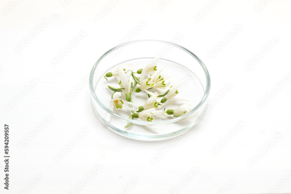 Preparation of perfumes from natural ingredients, aromatherapy. Fresh white flowers in a petri dish Preparation of perfumes from natural ingredients, aromatherapy. Fresh white flowers in a petri dish