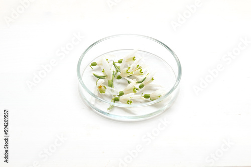 Preparation of perfumes from natural ingredients  aromatherapy. Fresh white flowers in a petri dish