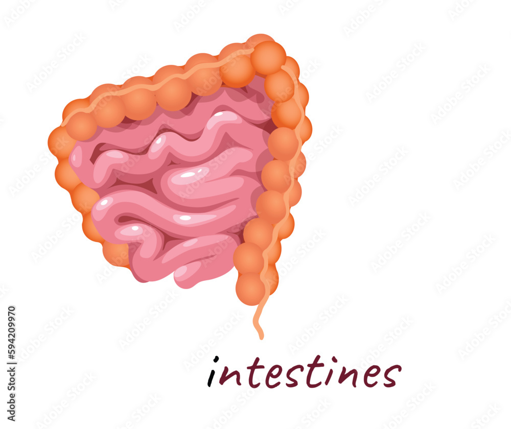Concept Human anatomy organ intestines. The illustration is a flat and ... Biology Diagrams