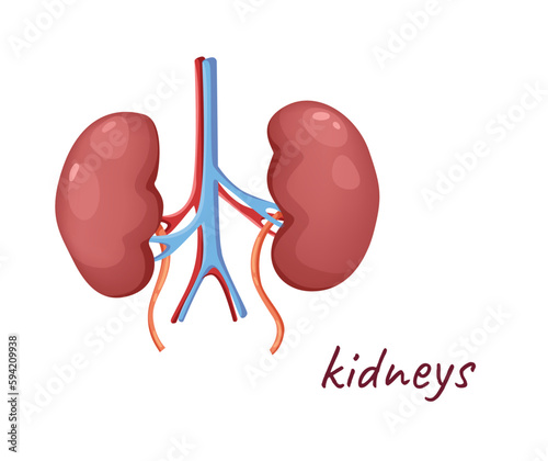 Concept Human anatomy organ kidneys. This is an illustration of the kidneys, a pair of organs located in the back of the abdominal cavity. Vector illustration.