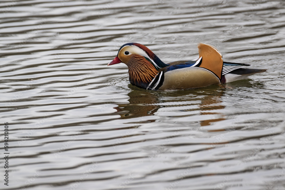 Mandarin duck swimming in a lake Mandarin duck swimming in a lake