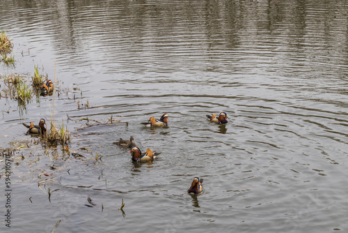 Mandarin duck, group of ducks swimming in the water © Алексей Линник