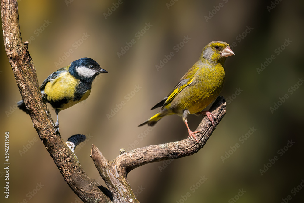 Obraz premium European greenfinch and Great tit