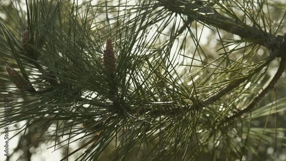 Needles and bud of pine tree in wind at sunset in pine forest near ocean
