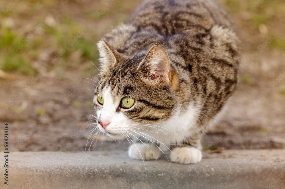 A white-gray striped cat sits on the pavement with a tense look to the side A white-gray striped cat sits on the pavement with a tense look to the side