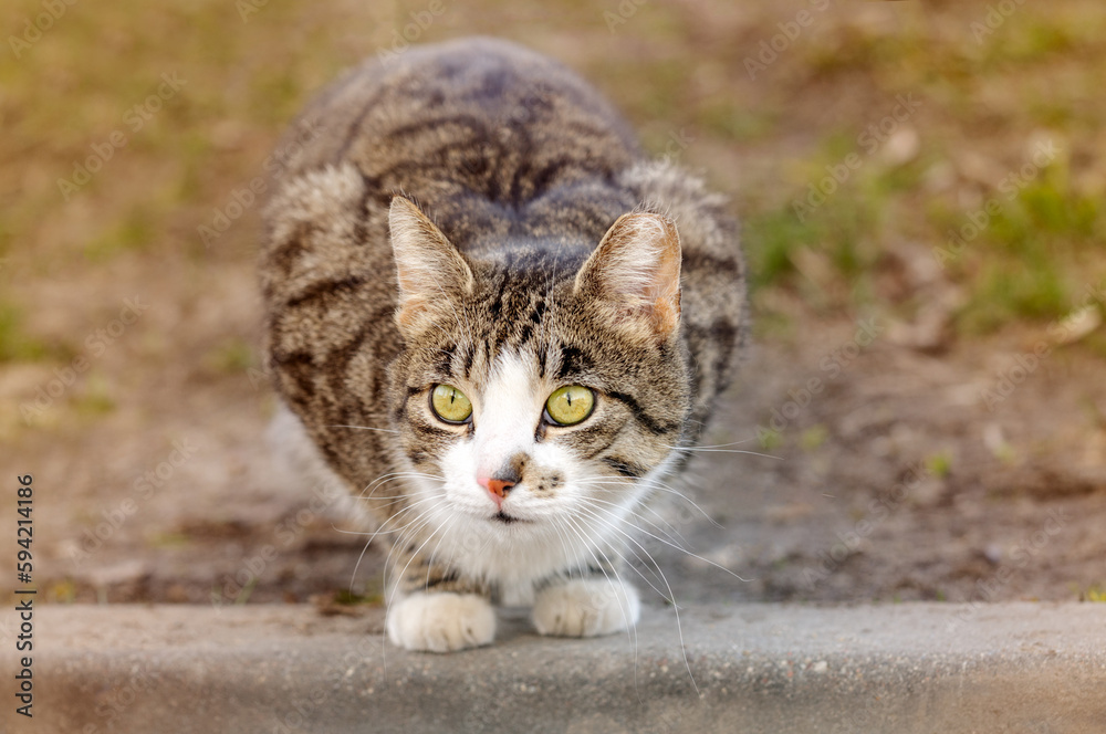 A young tabby cat with wide eyes sits on the pavement A young tabby cat with wide eyes sits on the pavement