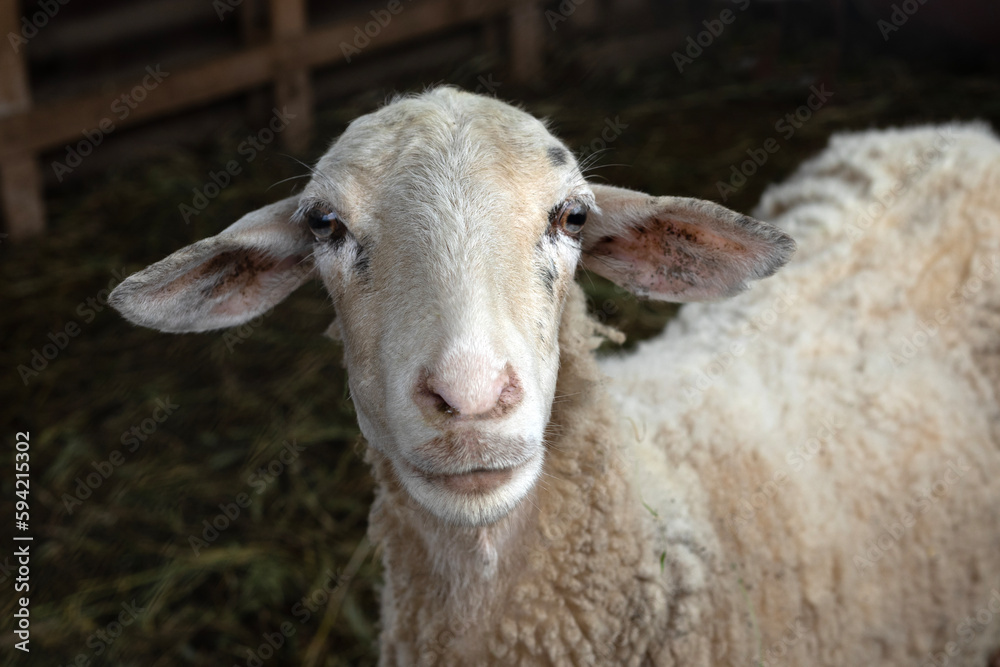 young sheep portrait at livestock