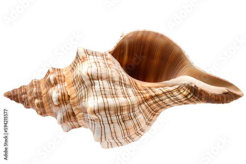 Seashell. Summertime concept. Flat lay composition with beautiful sea shell isolated over a transparent background, top view, mockup.