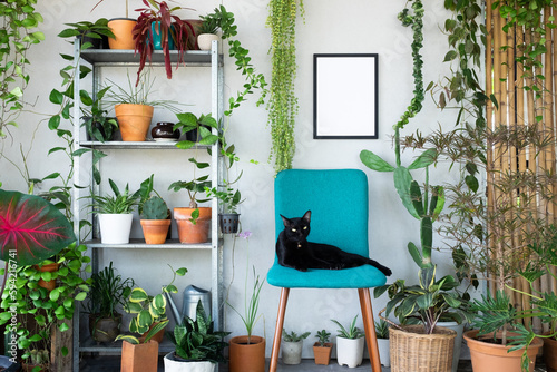 mock up photo frame with plants and happy  cat
