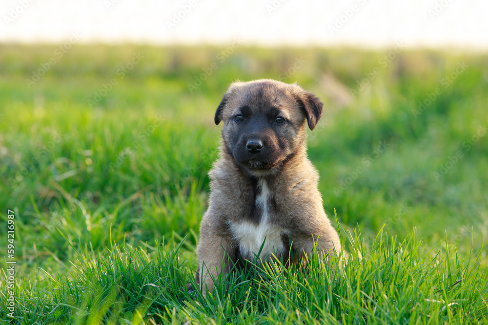Puppy breed Alabai Puppy breed Alabai