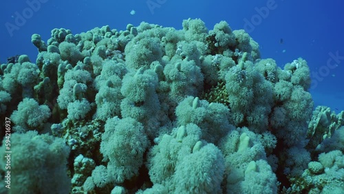 Flowerpot coral or Anemone coral (Goniopora columna) grown on hard corals Porites photo