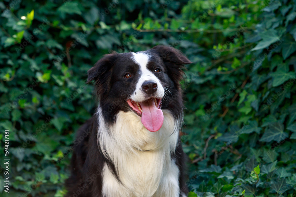 Dog breed Border Collie