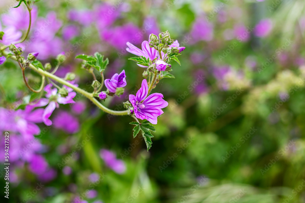Purple flowers of mallow (Malva sylvestris) in the garden, close-up, selective focus Purple flowers of mallow (Malva sylvestris) in the garden, close-up, selective focus