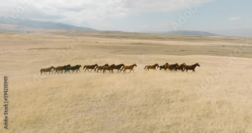 Herd of horses grazing on dry field in steppe with mountain background. Aerial drone view at autumn cludy day.